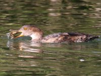 merganser-7D2 9302
