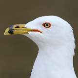 1: Ring-billed gull-7D2_1245