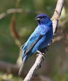 124: 2021-06-10-indigo-bunting-7D2_8157