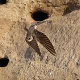 14: bank-swallow-0C3_0656