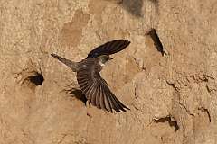 13: bank-swallow-0C3_4702