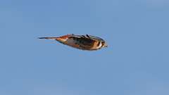 3: American Kestrel 0C3_0713