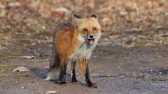 3: fox 0C3_0979