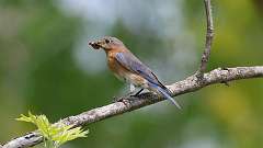 1: eastern blue bird 0C3_0237