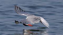 3: tern 0C3_0198