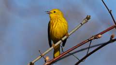 1: yellow 0C3_0210