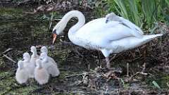 12: swan 0C3_0568