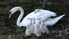 13: swan 0C3_0586
