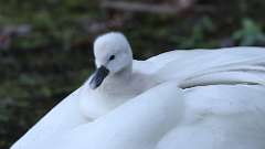 14: swan 0C3_0592