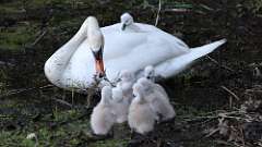 15: swan 0C3_0607