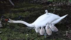 16: swan 0C3_0622