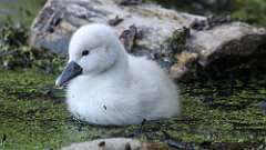 17: swan 0C3_0775