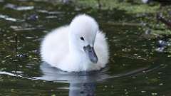 18: swan 0C3_0862