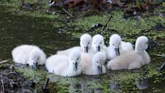 19: swan 0C3_0934