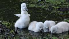 20: swan 0C3_1034