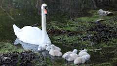 21: swan 0C3_1081