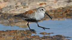 4: dunlin 0C3_1761