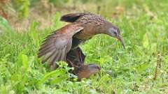 5: Virginia Rail 0C3_0384