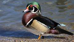 8: wood duck 0C3_0349