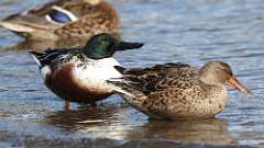 4: Northern Shoveler 0C3_0493