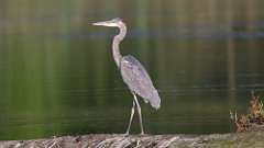 272: 2024-09-16-Blue Heron 0C3_0110