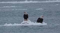 4: eagles on ice 0C3_0274