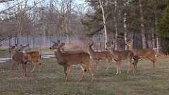 6: deer 0C3_0274