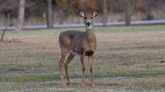 8: deer 0C3_0349