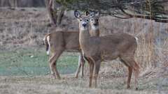 11: deer 0C3_0442