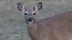 9: deer 0C3_0565