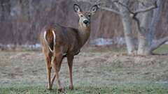 10: deer 0C3_0625