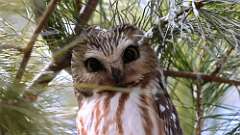 7: owl 0C3_0057