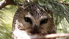 8: owl 0C3_0178