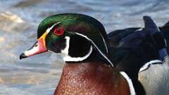 3: Wood Duck 0C3_0206