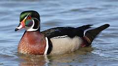 4: Wood Duck 0C3_0537