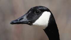 8: canada goose 0C3_0290