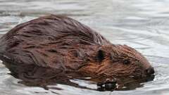 4: Beaver 0C3_0518