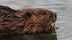 5: Beaver 0C3_0718