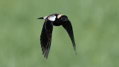 1: Bobolink 0C3_0722