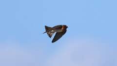 14: Cliff Swallow 0C3_0960