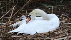 6: swans 0C3_2305