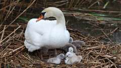 7: swans 0C3_3257