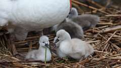 9: swans 0C3_3302