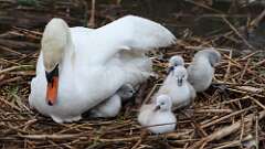 10: swans 0C3_3378