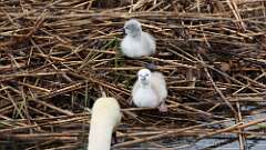 11: swans 0C3_3485