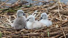 12: swans 0C3_3637