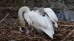 14: swans 0C3_4328