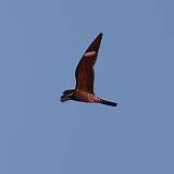 5: Common Nighthawk 0C3_0894