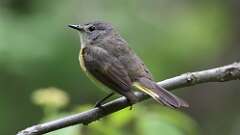 5: American Redstart 0C3_0358