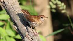 1: Veery 0C3_0931